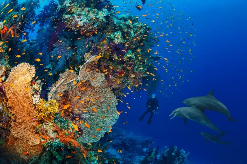 escursione Ras Mohamed